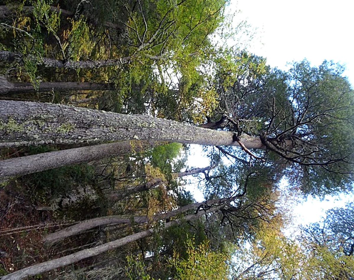 Bosque nativo y vegetación del sector